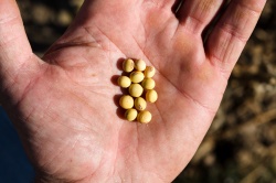 公开受理高产大豆种子的申请。